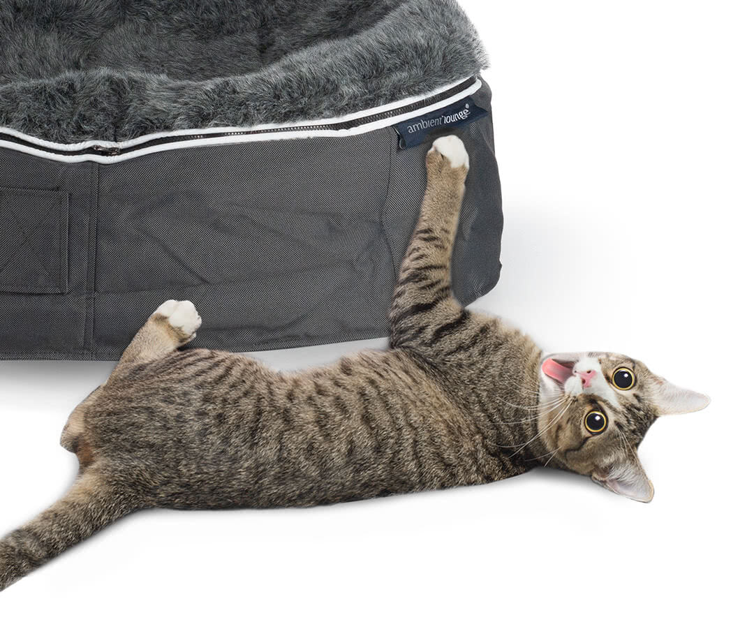 Surprised kitty